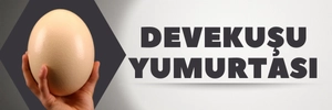 Devekuşu Yumurtası