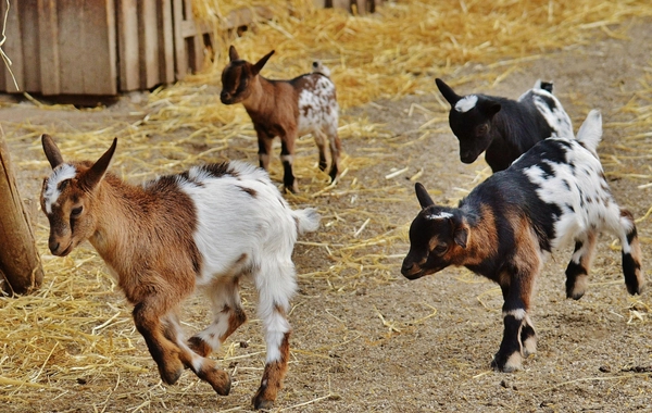 Cüce Keçi Yetiştiriciliği