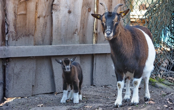 Cüce Keçi Hakkında Bilgiler