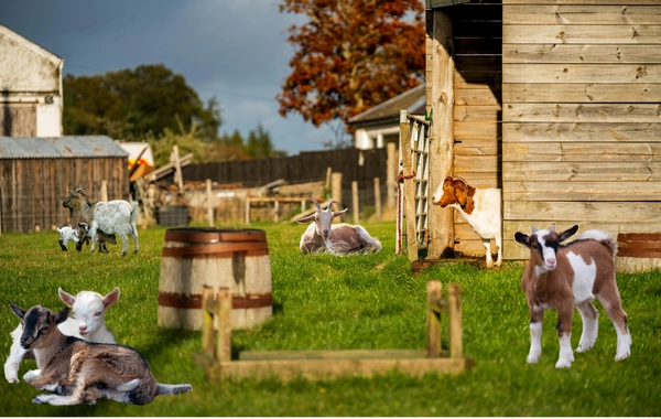 Cüce Keçi Çiftlik Hayatı