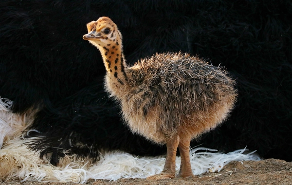 Devekuşu Civcivi Bakımı ve Beslemesi