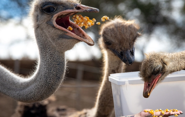 Devekuşu Yemi Seçimi ve Formülasyonu