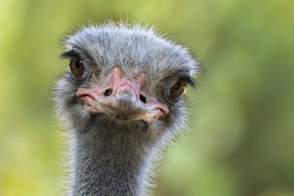 Devekuşu Hakkında Bilgiler