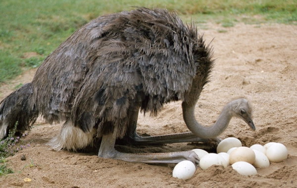 Devekuşu Yumurtası Kuluçka ve Yapay Üretim