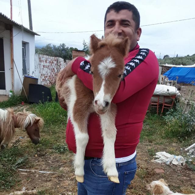 Shetland%20Pony%20Midilli%20At