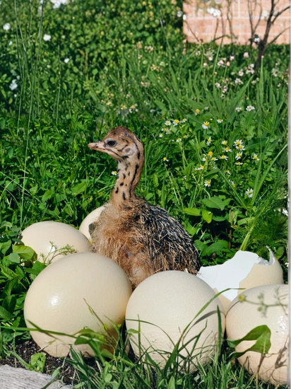 Kuluçkalık DeveKuşu Yumurtası