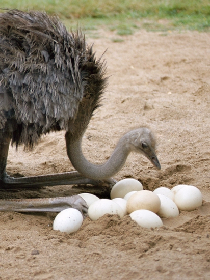 Kuluçkalık DeveKuşu Yumurtası