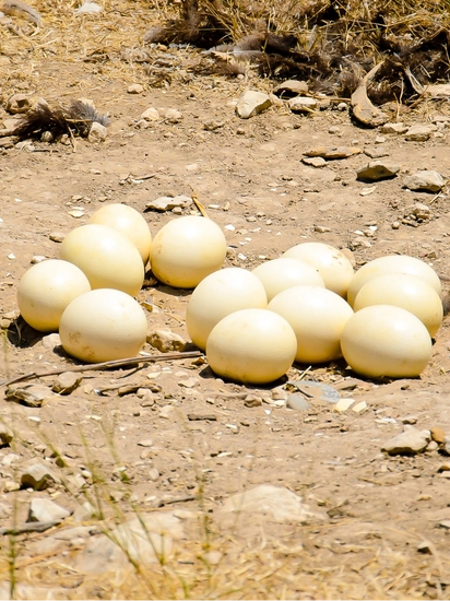 Kuluçkalık DeveKuşu Yumurtası