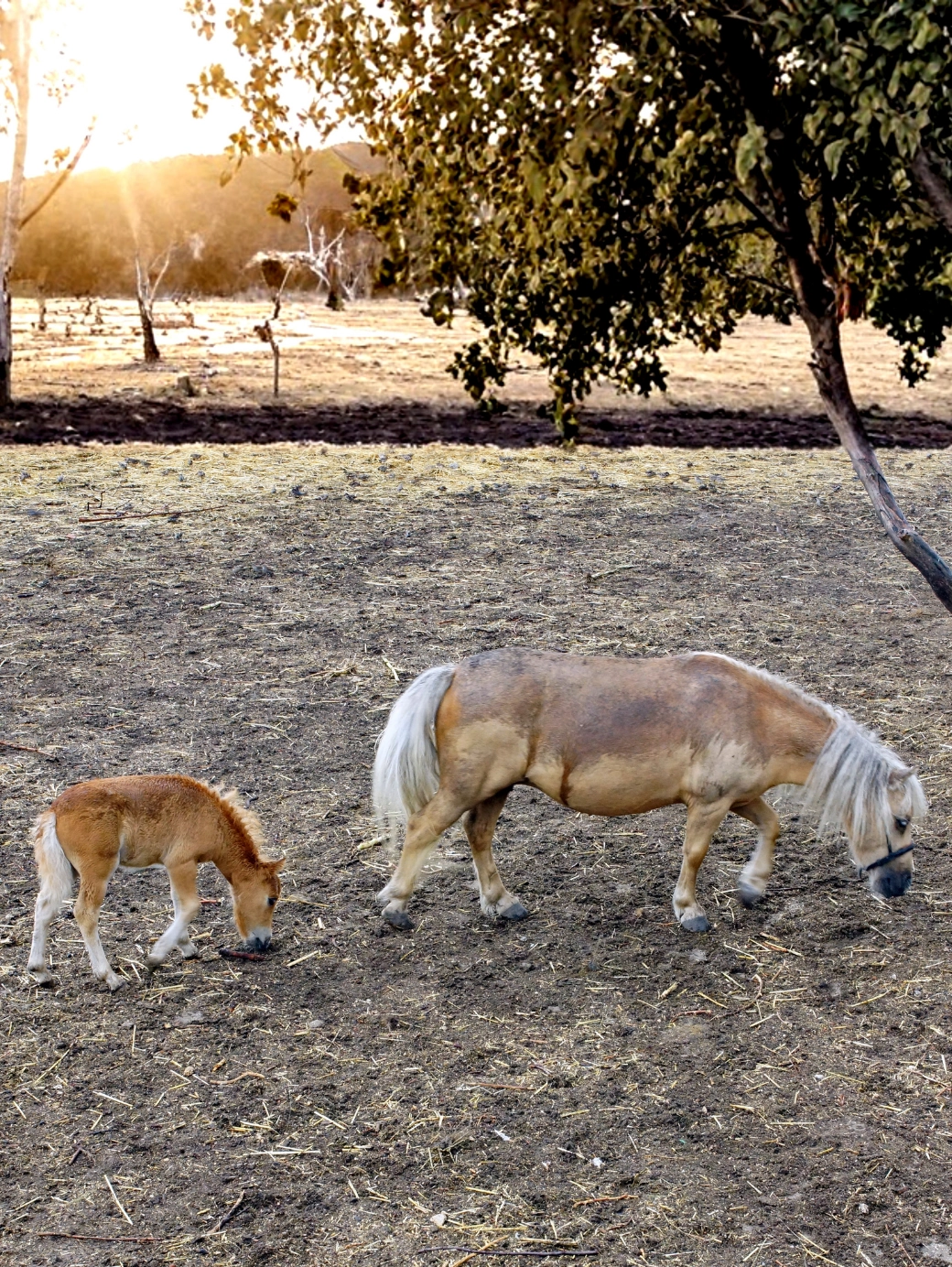 Yavru Shetland Pony