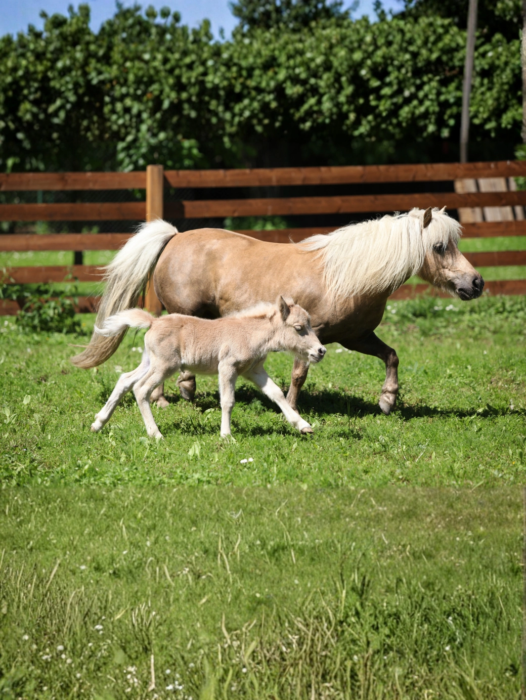 Yavru Shetland Pony