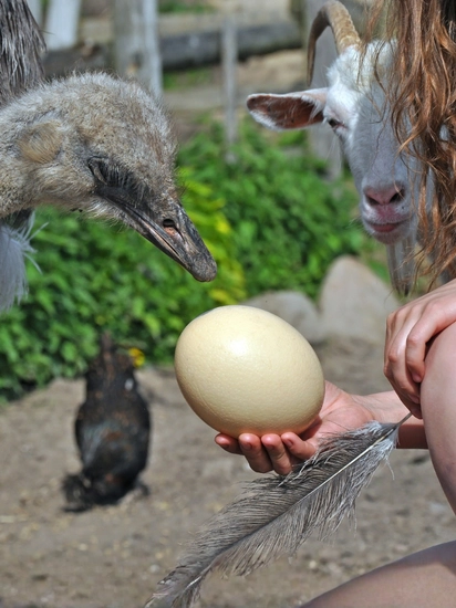 Kuluçkalık DeveKuşu Yumurtası