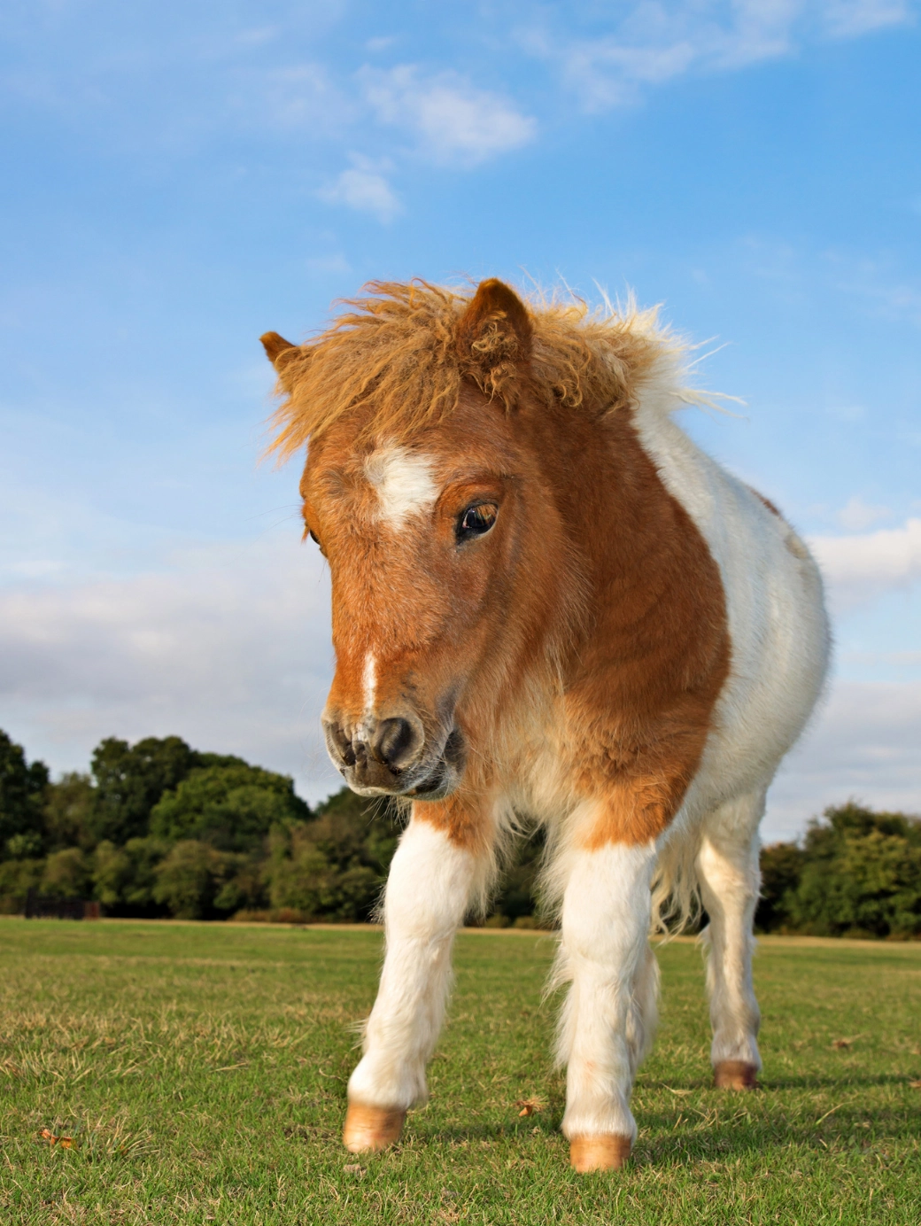 Yavru Shetland Pony