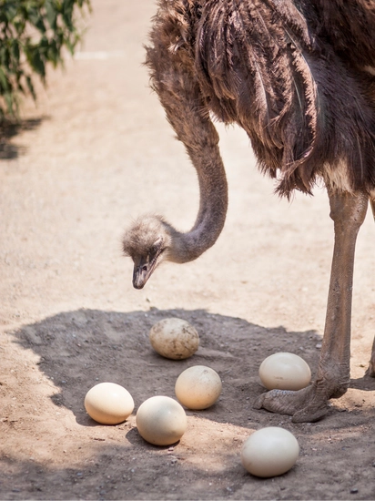 Kuluçkalık DeveKuşu Yumurtası