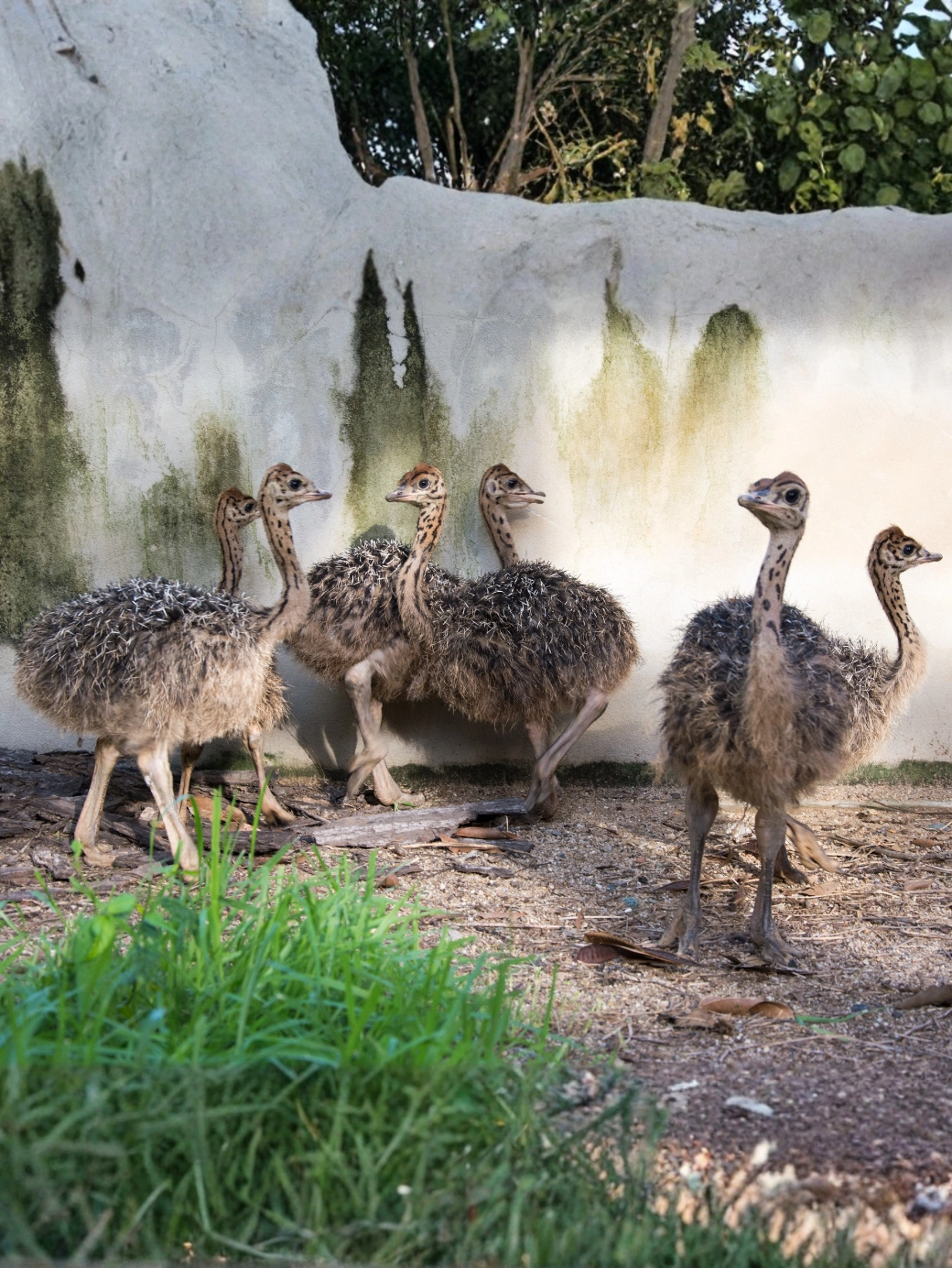 40 Günlük Devekuşu Civcivi
