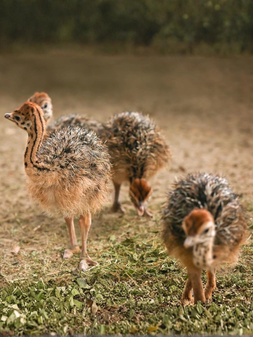 40 Günlük Devekuşu Civcivi