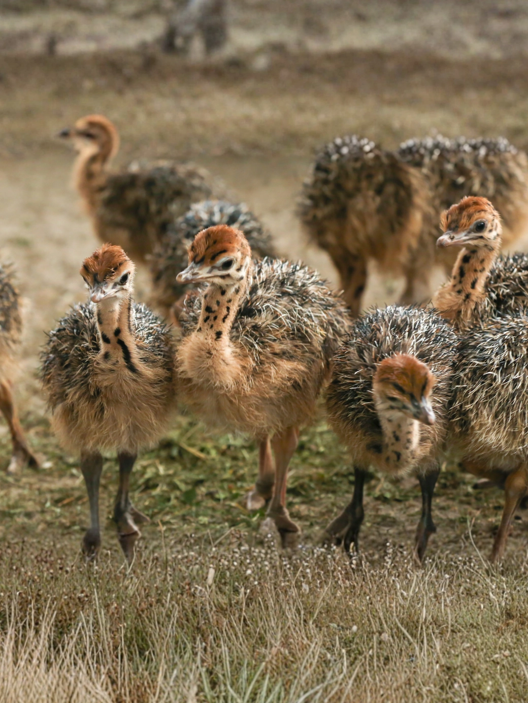 40 Günlük Devekuşu Civcivi