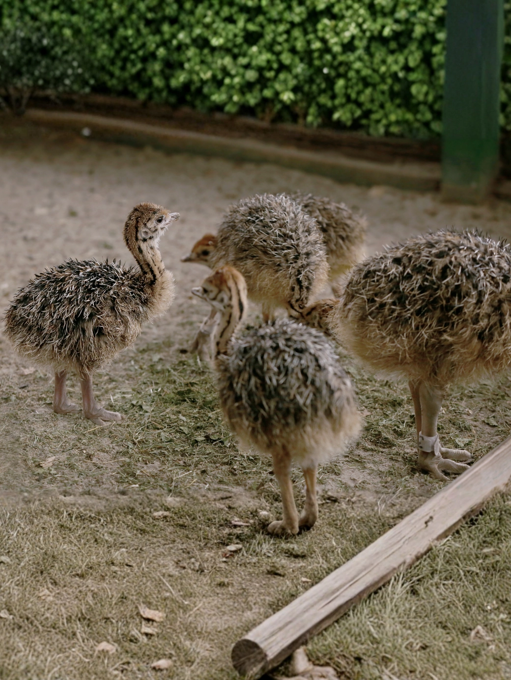 40 Günlük Devekuşu Civcivi