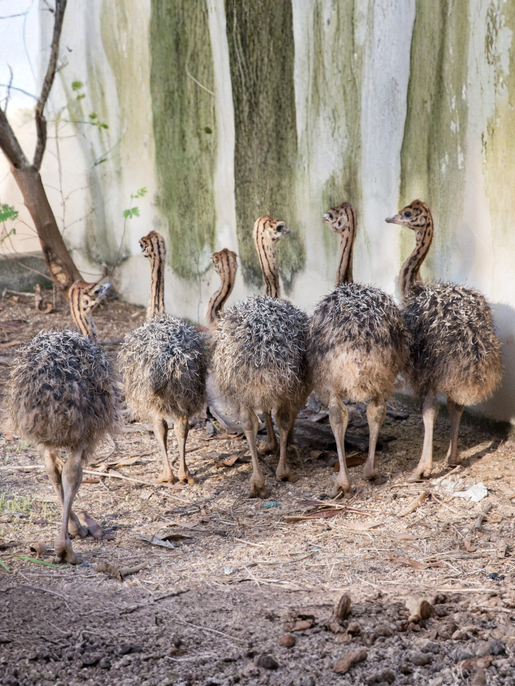40 Günlük Devekuşu Civcivi