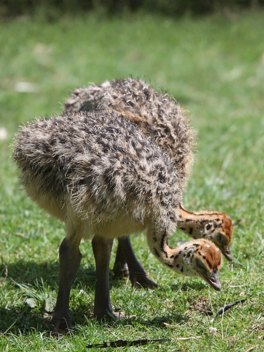 40 Günlük Devekuşu Civcivi