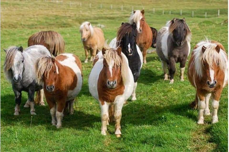 Shetland%20Pony%20Midilli%20At