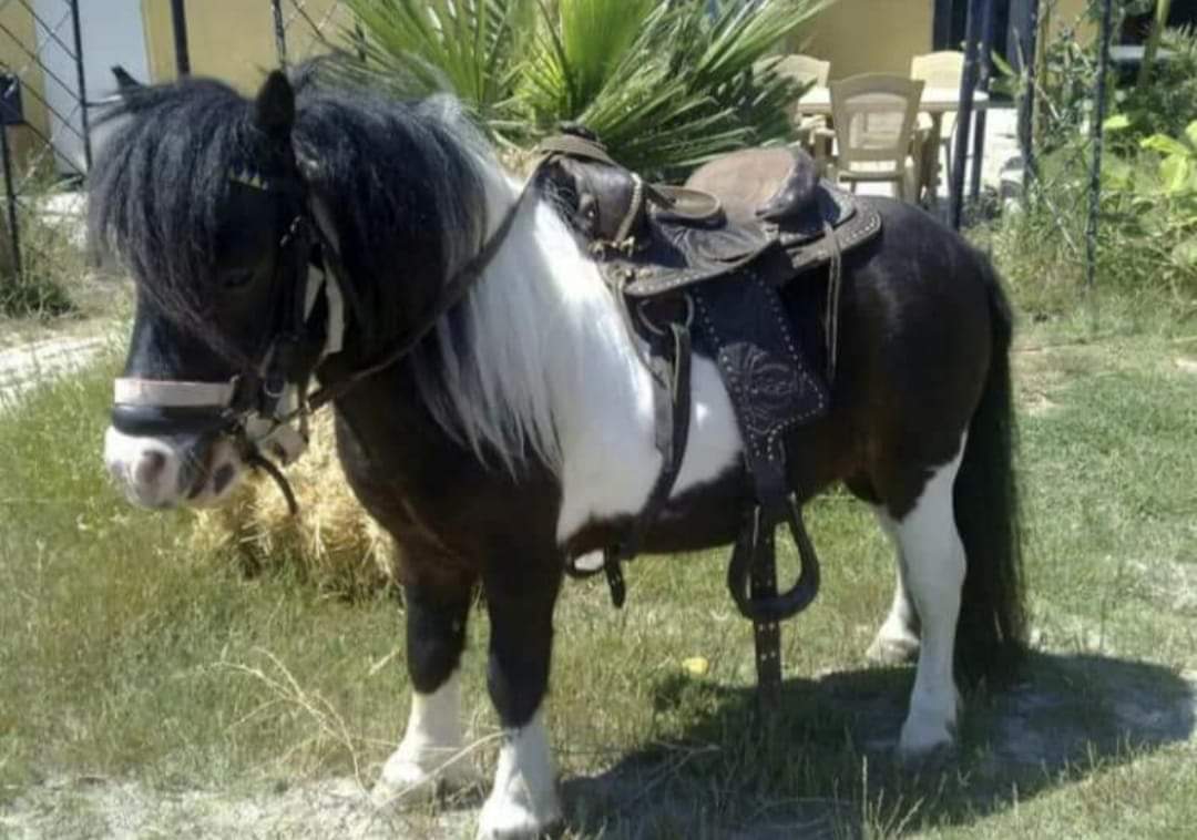 Shetland%20Pony%20Midilli%20At