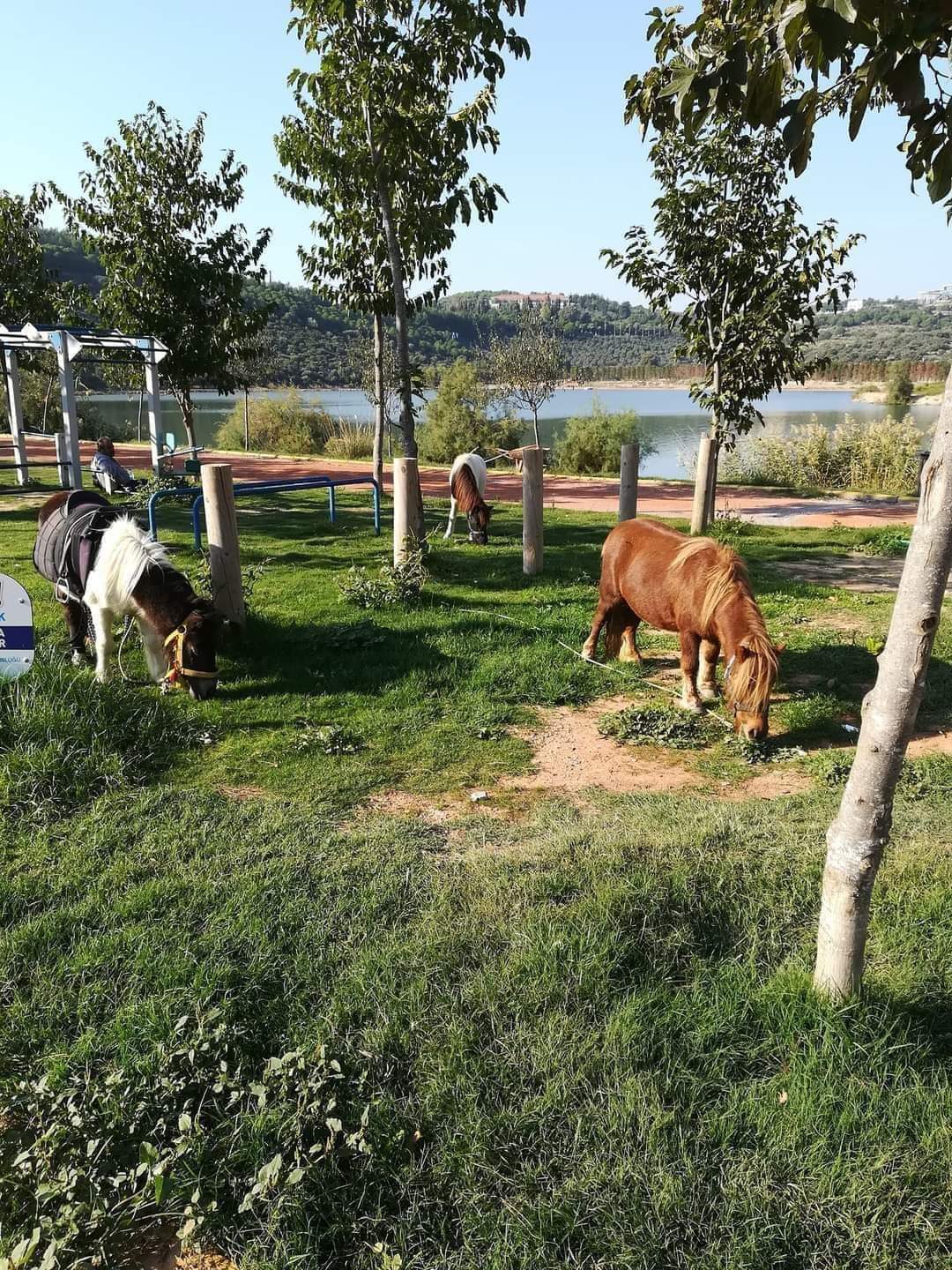 Shetland%20Pony%20Midilli%20At