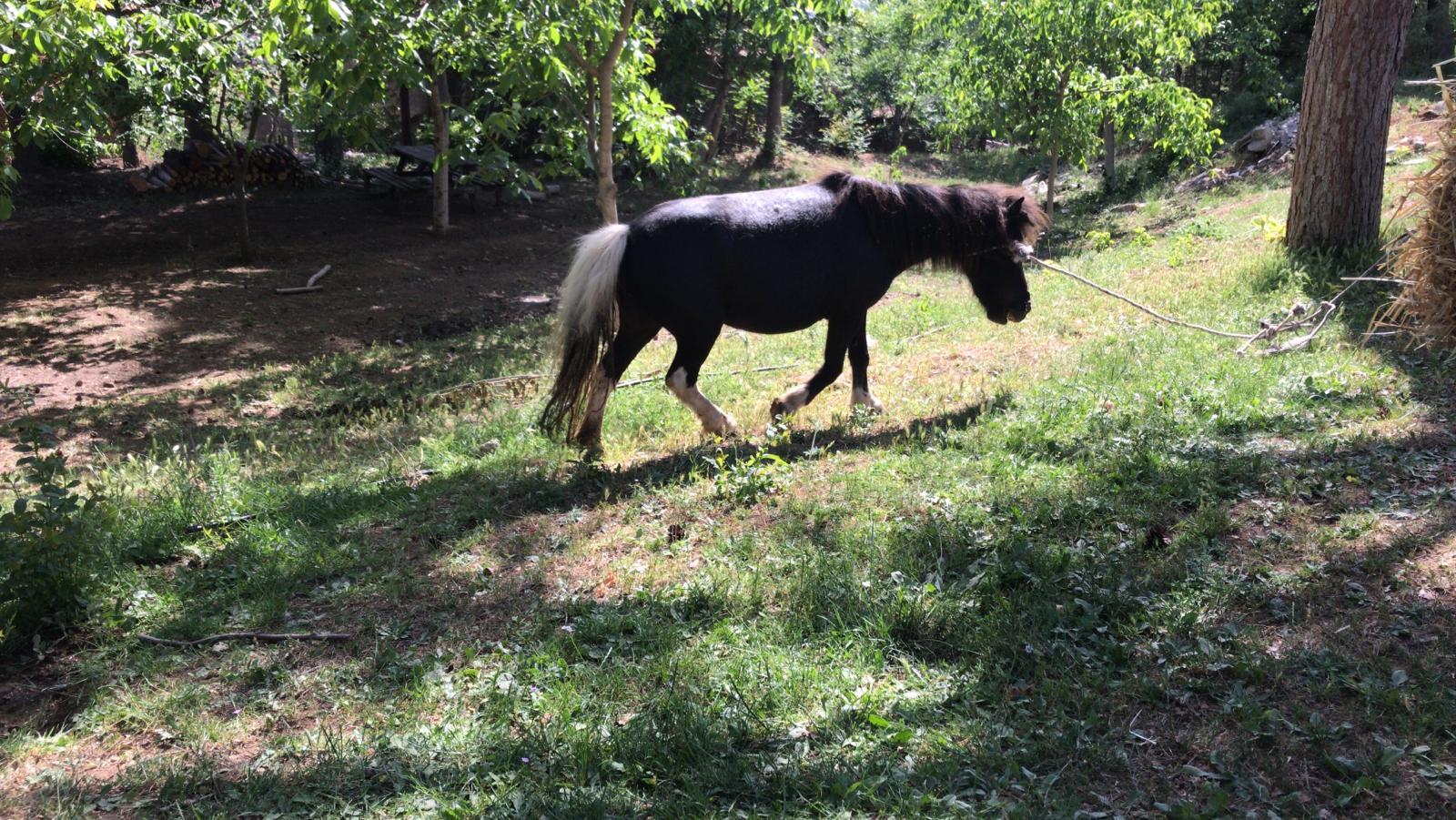 Shetland%20Pony%20Midilli%20At