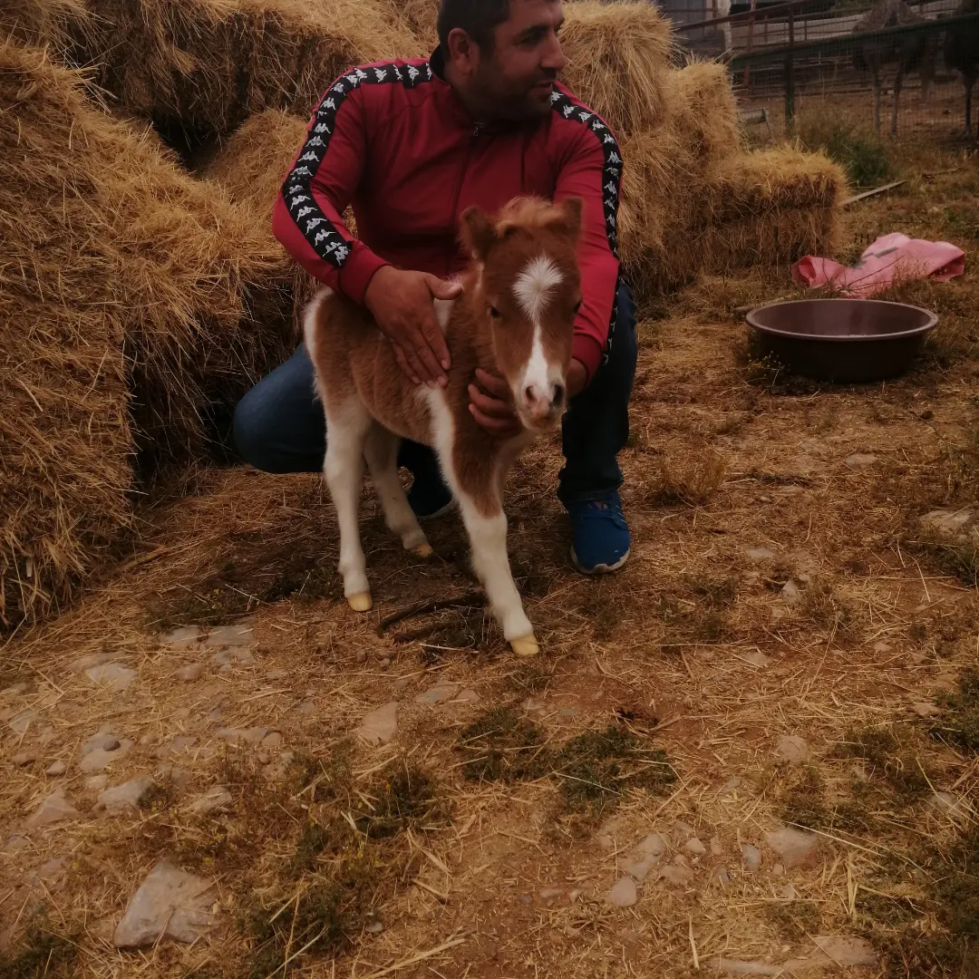 Shetland%20Pony%20Midilli%20At