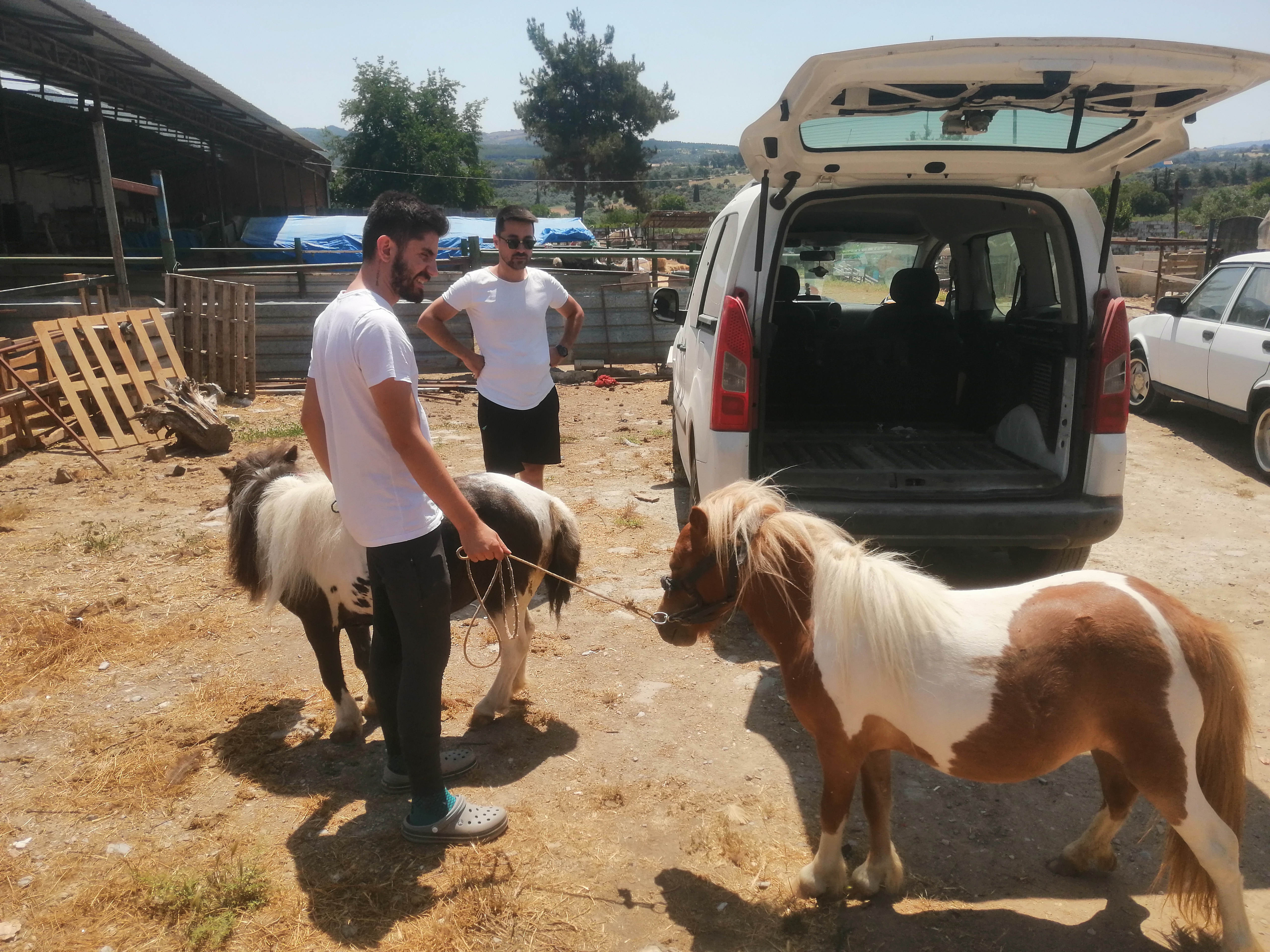 Shetland%20Pony%20Midilli%20At