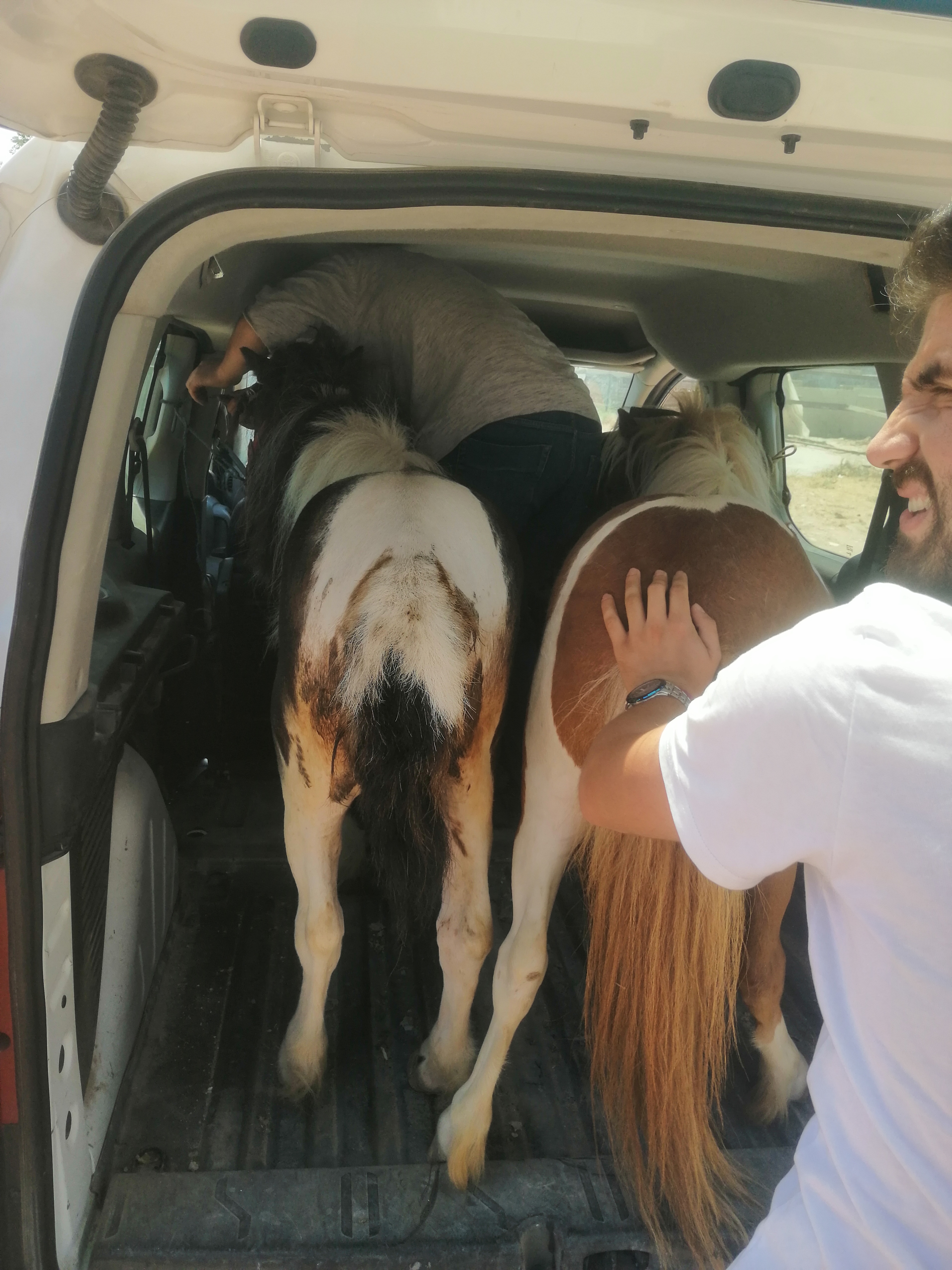 Shetland%20Pony%20Midilli%20At