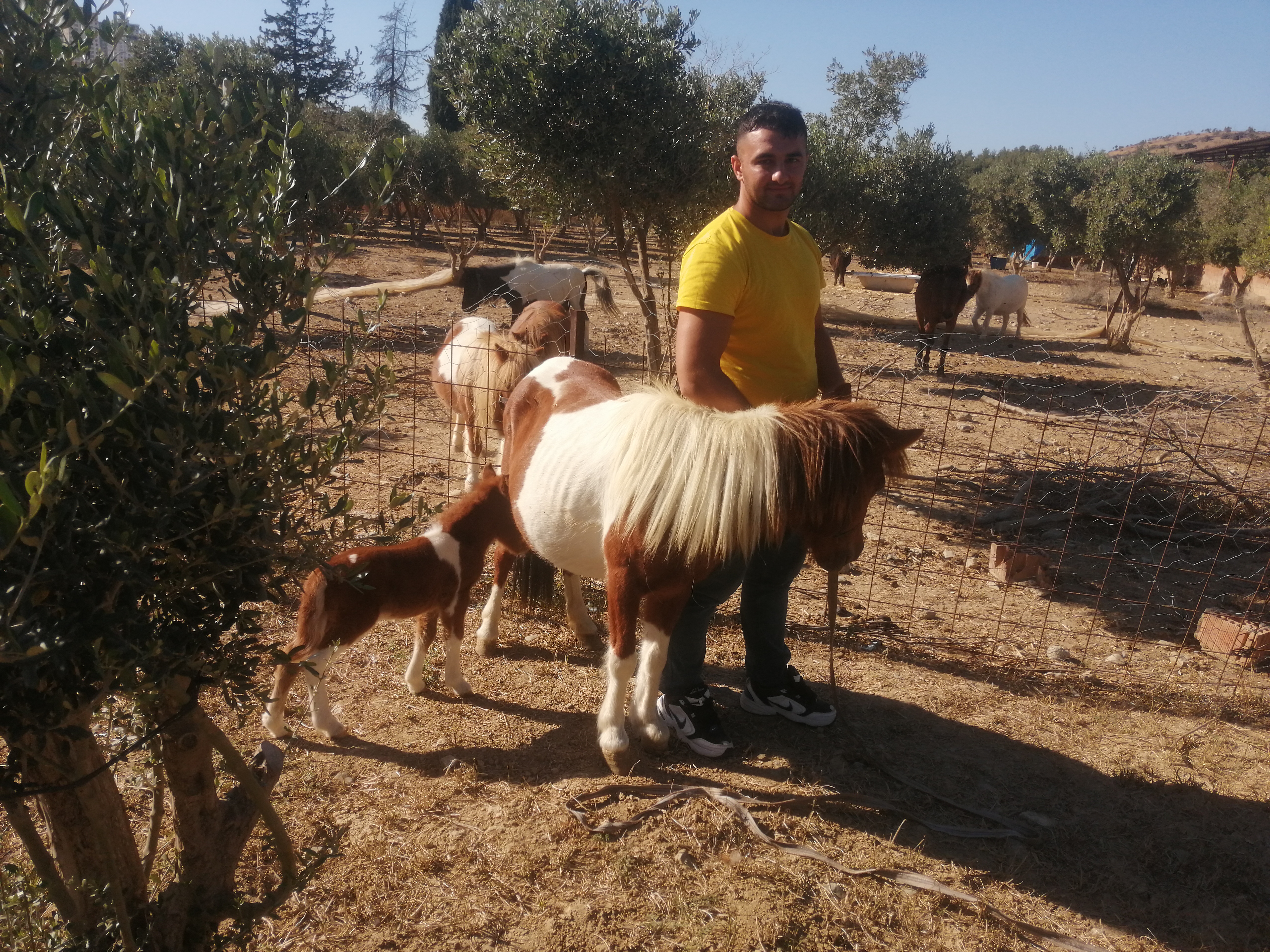 Shetland%20Pony%20Midilli%20At