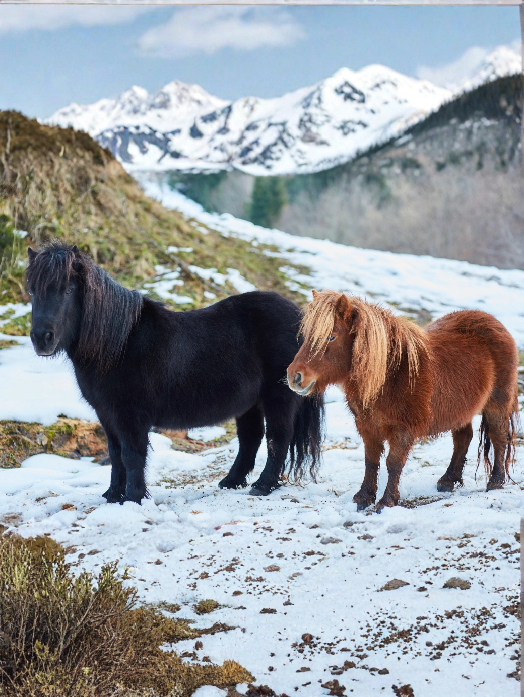 Shetland Pony 