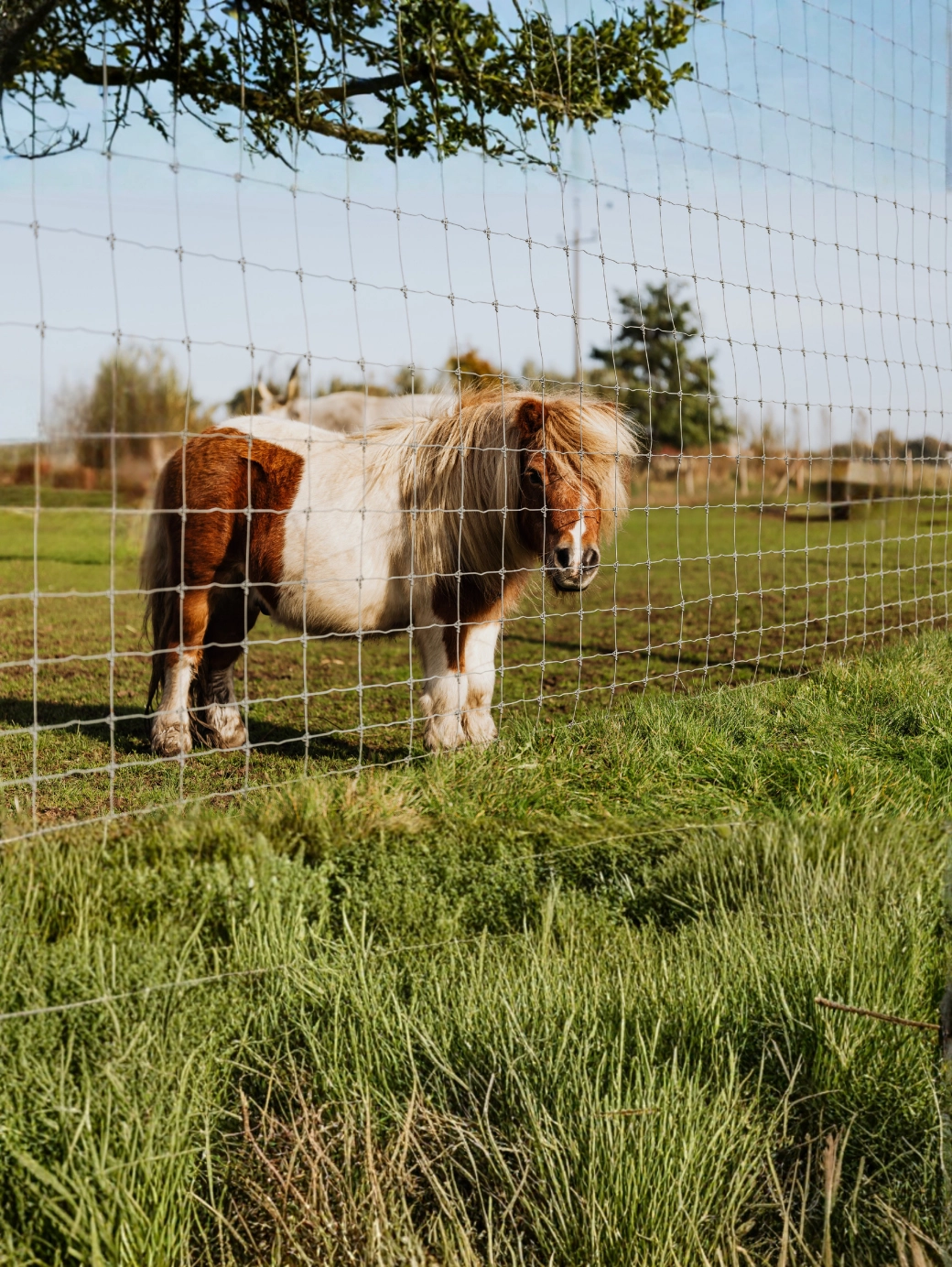 Shetland Pony 