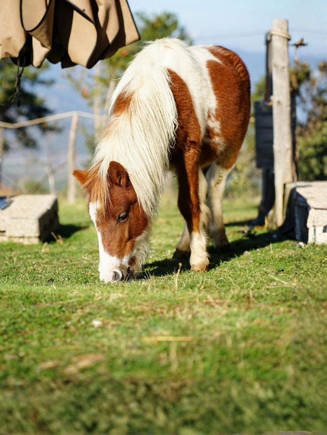 Shetland Pony 