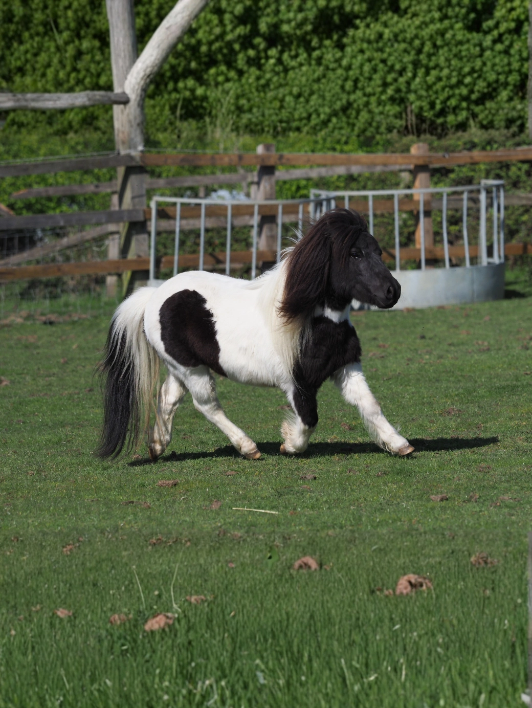 Shetland Pony 