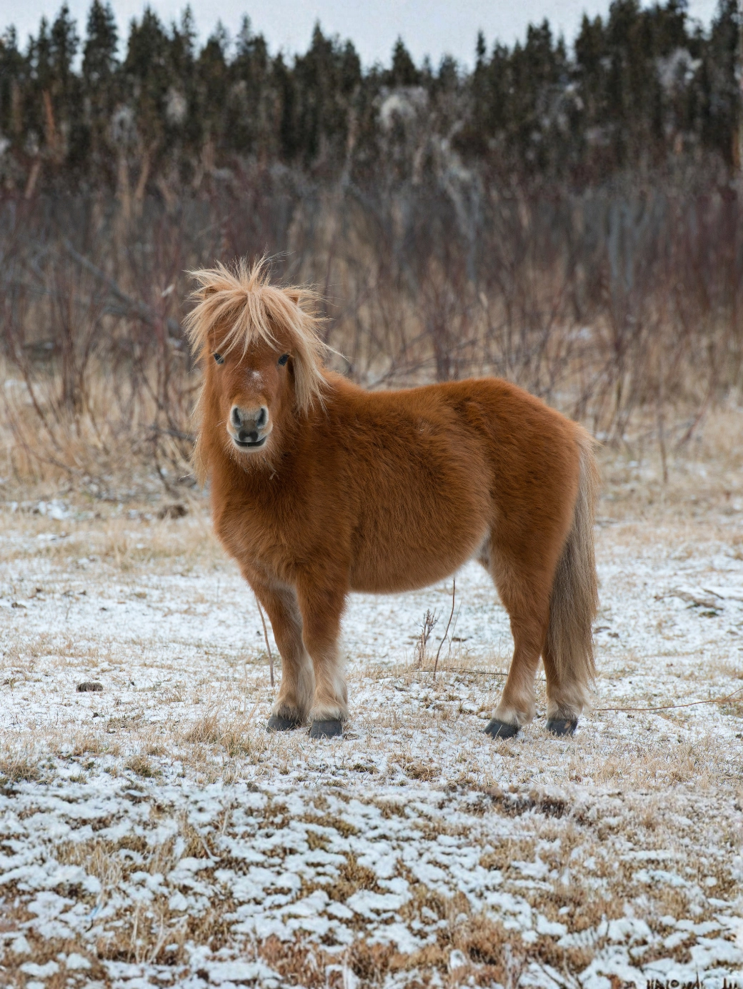 Shetland Pony 