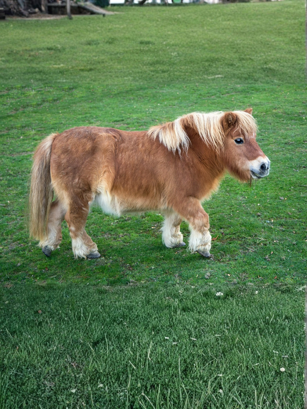 Shetland Pony 