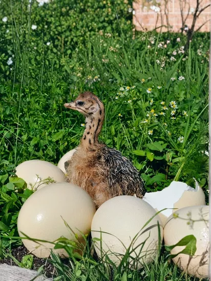 Kuluçkalık DeveKuşu Yumurtası