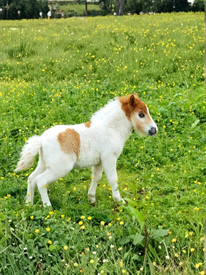 Yavru Shetland Pony