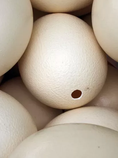 DeveKuşu Yumurtası Kabuğu