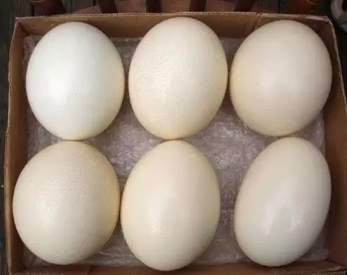 Örümcek Kovucu Devekuşu Yumurtası
