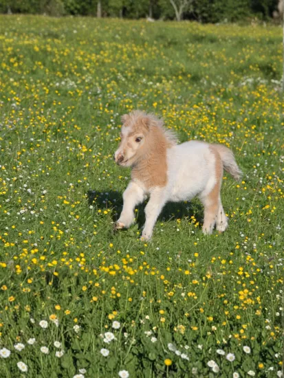Yavru Shetland Pony