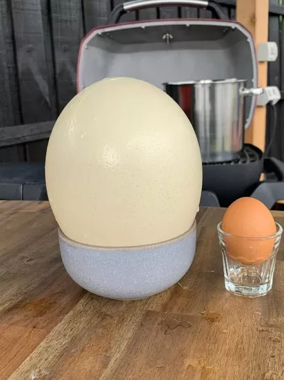 Taze Yemeklik Devekuşu Yumurtası