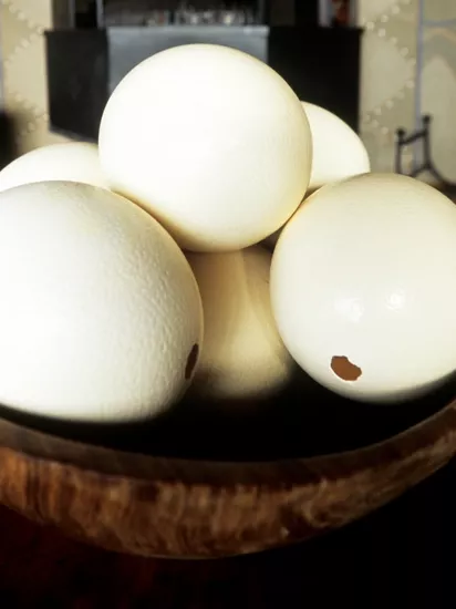 DeveKuşu Yumurtası Kabuğu