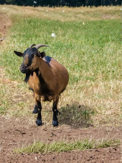 Cüce Keçi (Anaç ) 