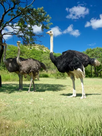 Damızlık Devekuşu