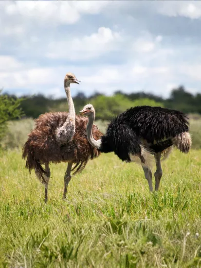 Damızlık Devekuşu