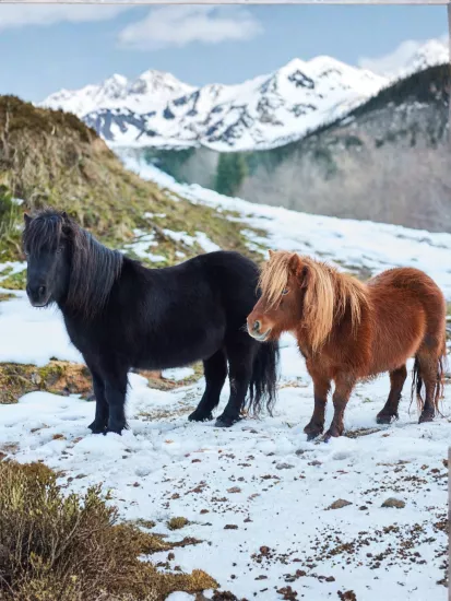 Shetland Pony Midilli