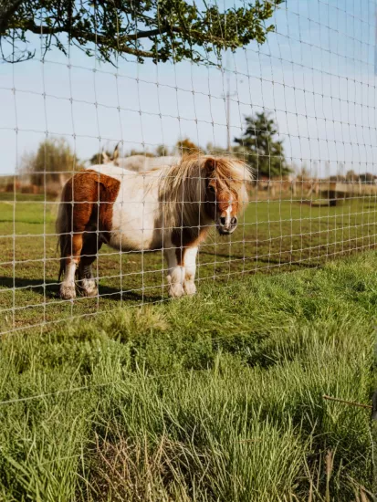 Shetland Pony Midilli