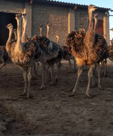 10 Aylık Devekuşu Civcivi